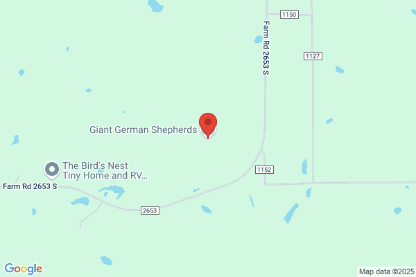 Giant German Shepherds
