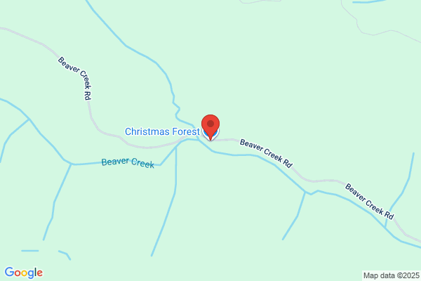 Christmas Forest