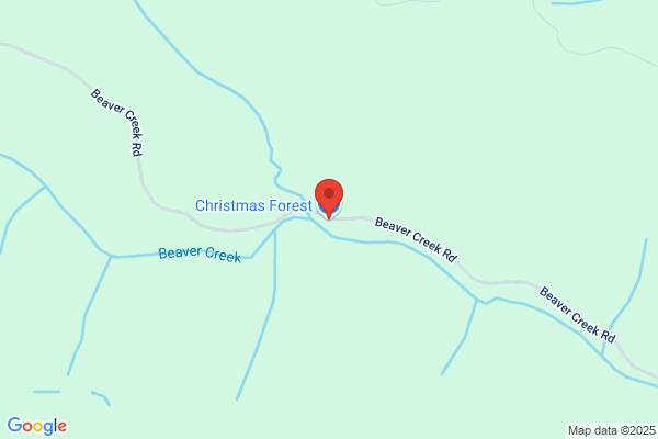 Christmas Forest