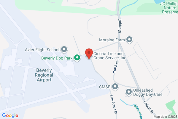 Cicoria Tree Service