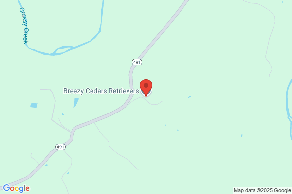 Breezy Cedars Retrievers