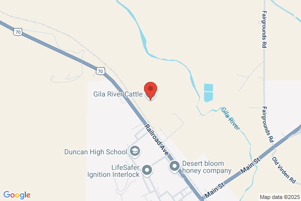 Gila River Cattle