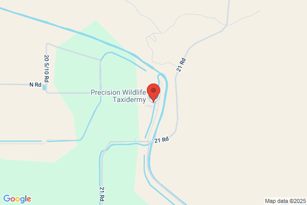 Precision Taxidermy