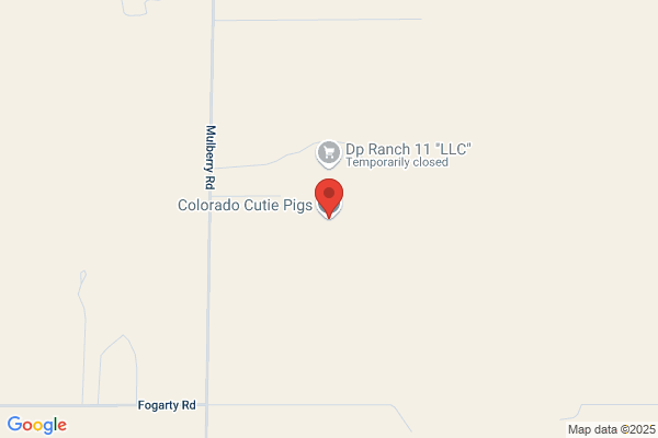 Colorado Cutie Pigs