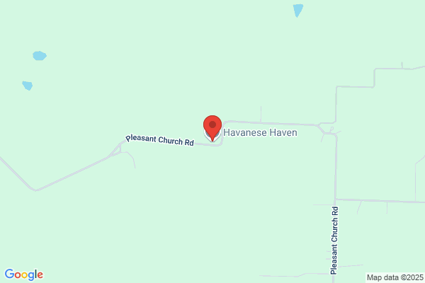 Havanese Haven