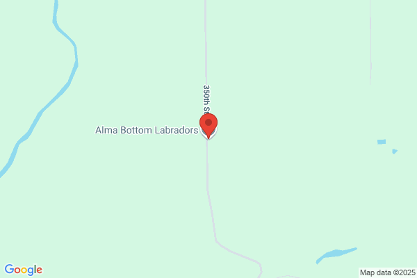 Alma Bottom Labradors