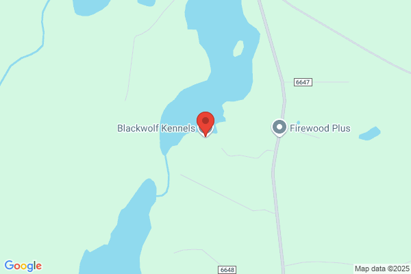 Black Wolf Kennels