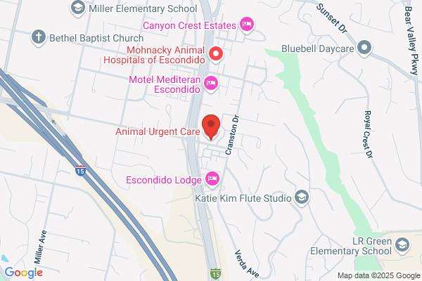 Dermatology Clinic For Animals