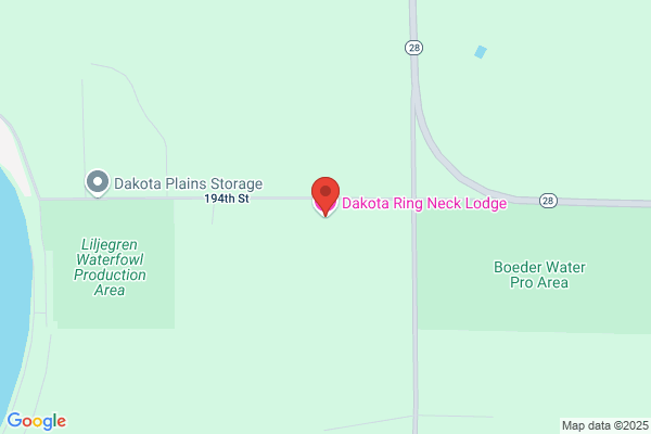 Dakota Ringneck