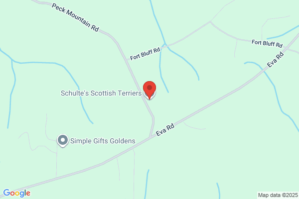 Schultes Scottish Terriers