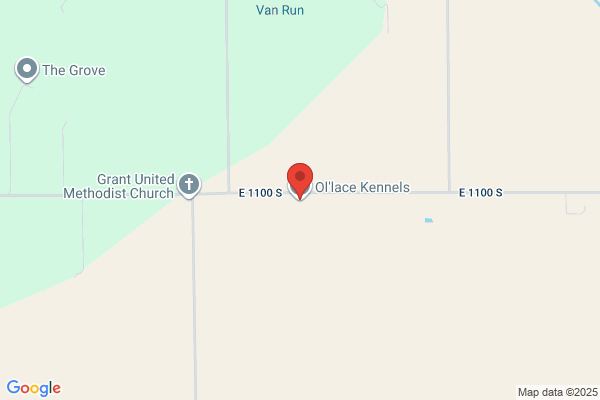 Ol Lace Kennels
