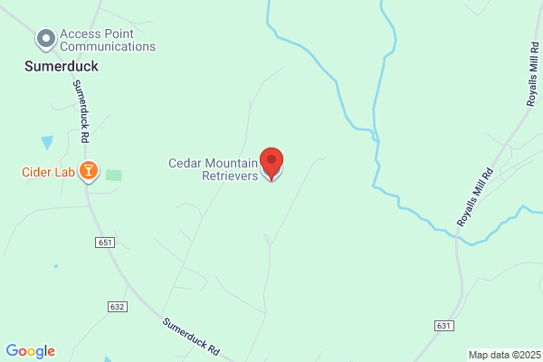 Cedar Mountain Retrievers