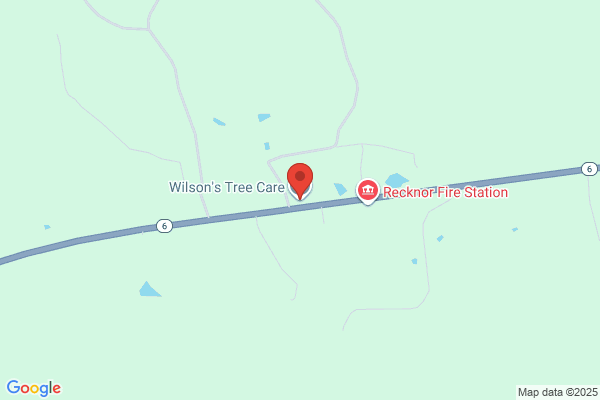 Willson's Tree Care