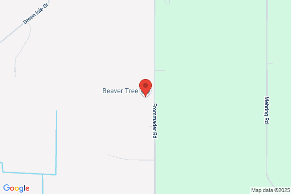 Beaver Tree