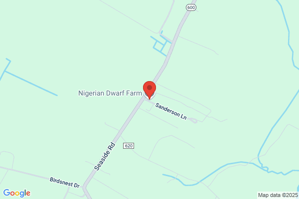 Nigerian Dwarf Farm