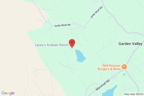 Laceys Arabian Ranch