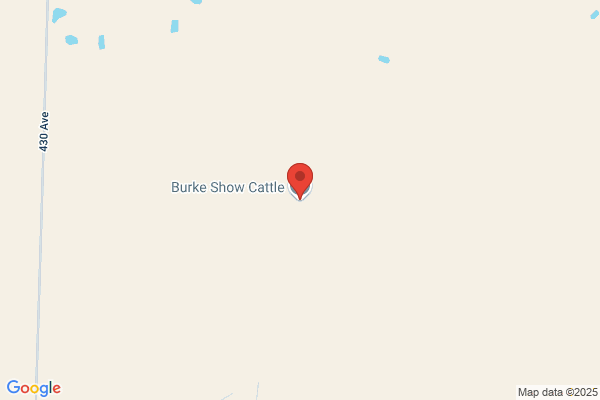 Burke Show Cattle