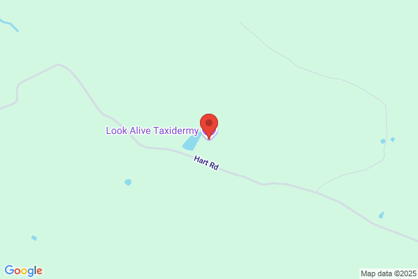 Look Alive Taxidermy