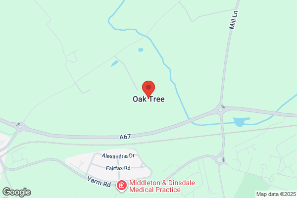 Oak Tree the