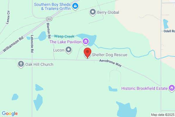 Pregnant Dog Rescue