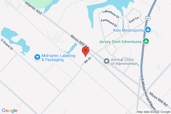 Foley Cat - Hammonton