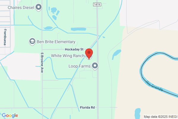 Rio Grande Valley Whitewings