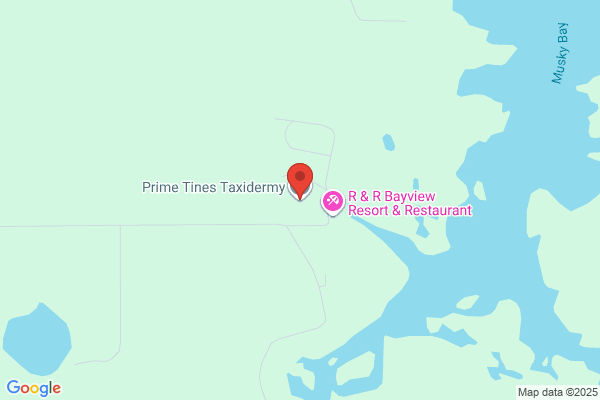 Upland Taxidermy Studio
