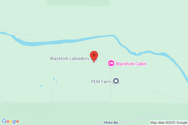 Blackfork Labradors