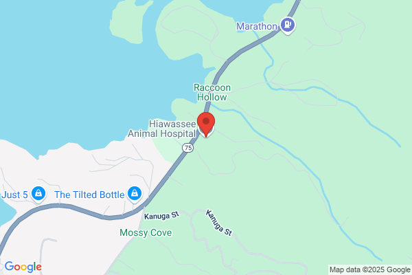 Hiawassee Animal Hospital