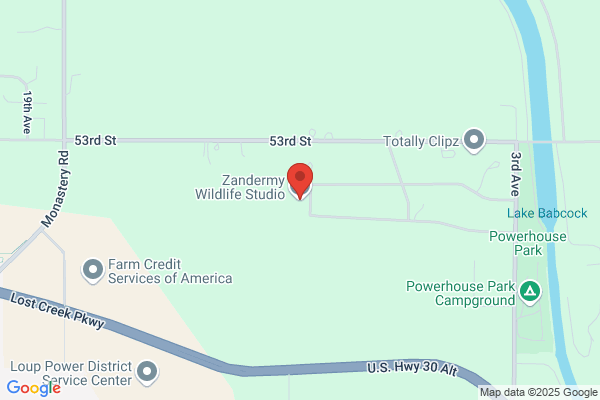 Paden's Wildlife Studio