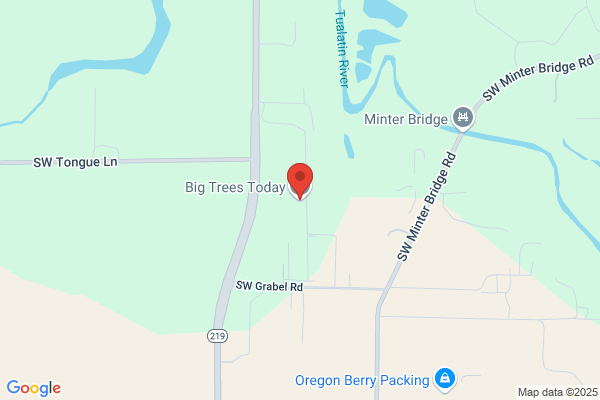 Big Trees Today