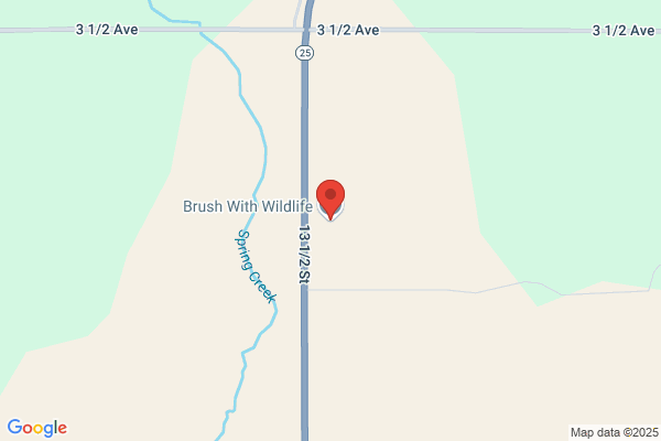 Brush With Wildlife