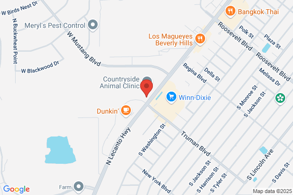AutoZone Auto Parts