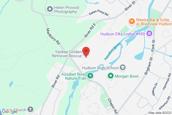 Yankee Golden Retriever Rescue Inc