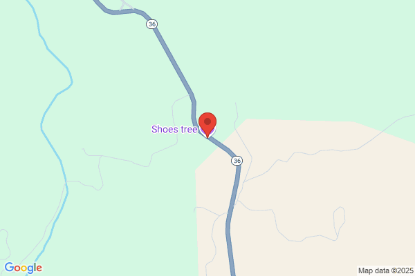 Shoe Tree the