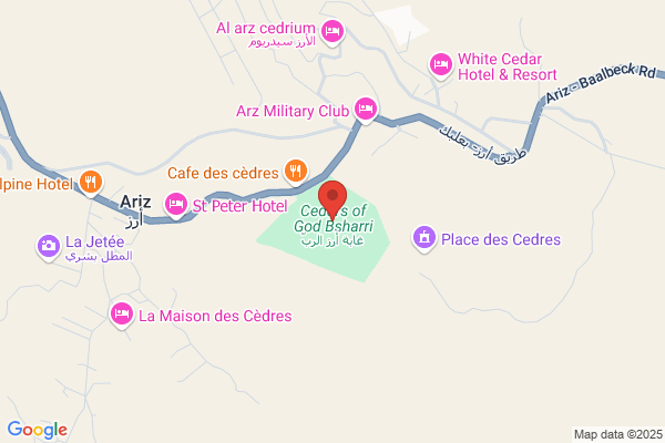 Cedars the