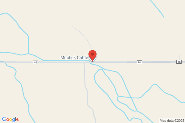 Mitchek Cattle #3