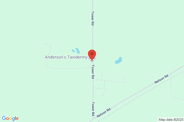 Andersons Taxidermy