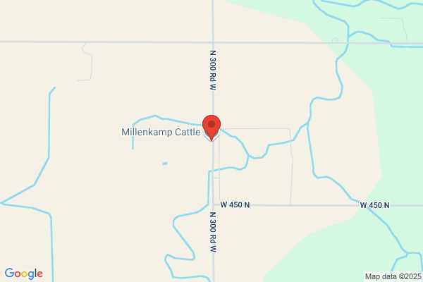 Millenkamp Cattle