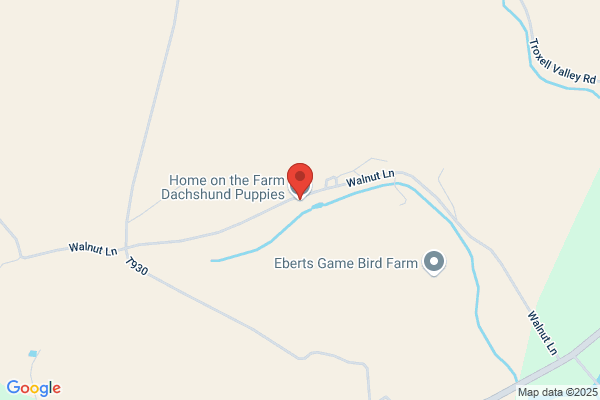 Fairway Dachshund Puppies