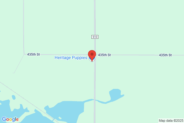 Heritage Puppies
