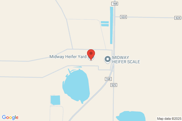 Midway Replacement Heifers