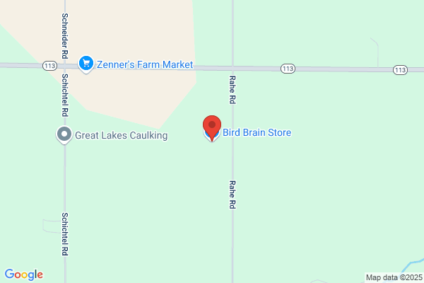 Bird Brain Store