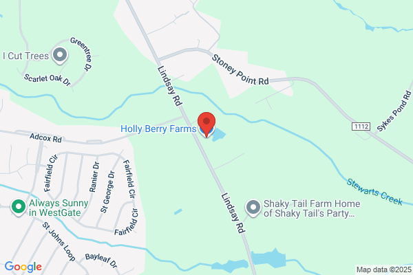Holly Berry