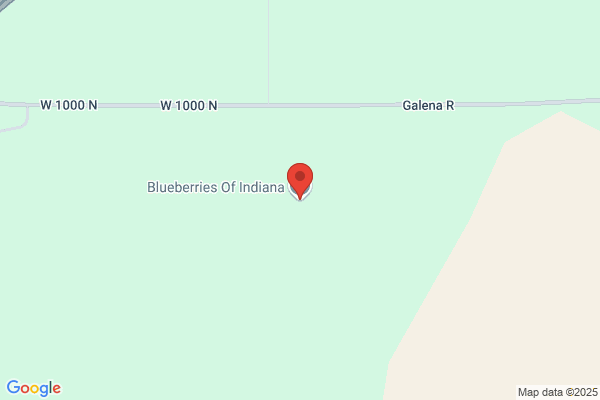 Blueberries of Indiana