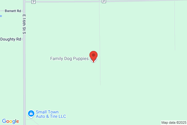 Family Dog Puppies