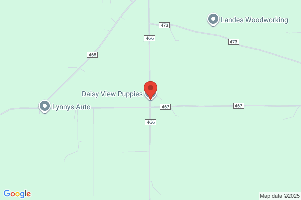 Daisy View Puppies