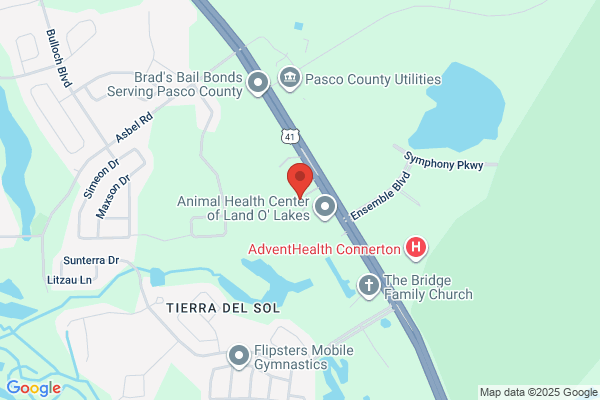 813 Towing Service Land O Lakes
