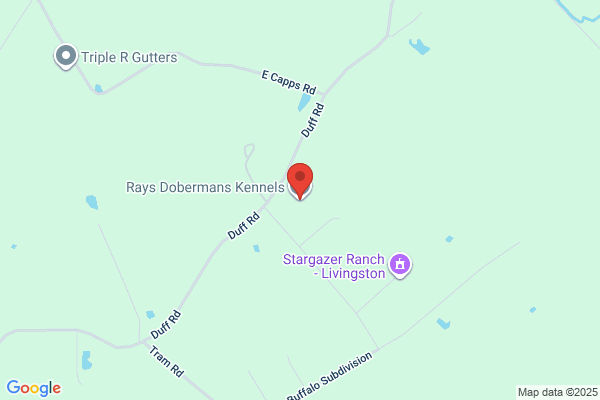 Rays Dobermans Kennels