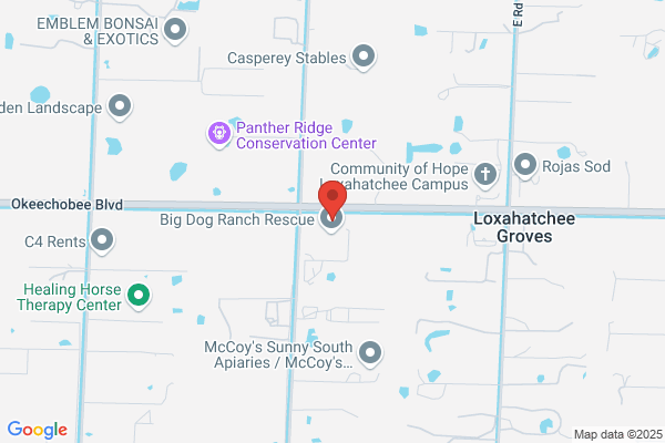 Florida Weimaraner Rescue